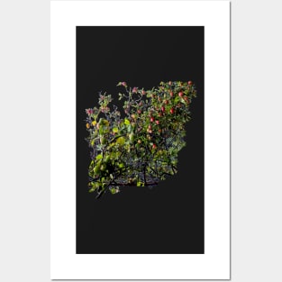 Apple Boughs Posters and Art